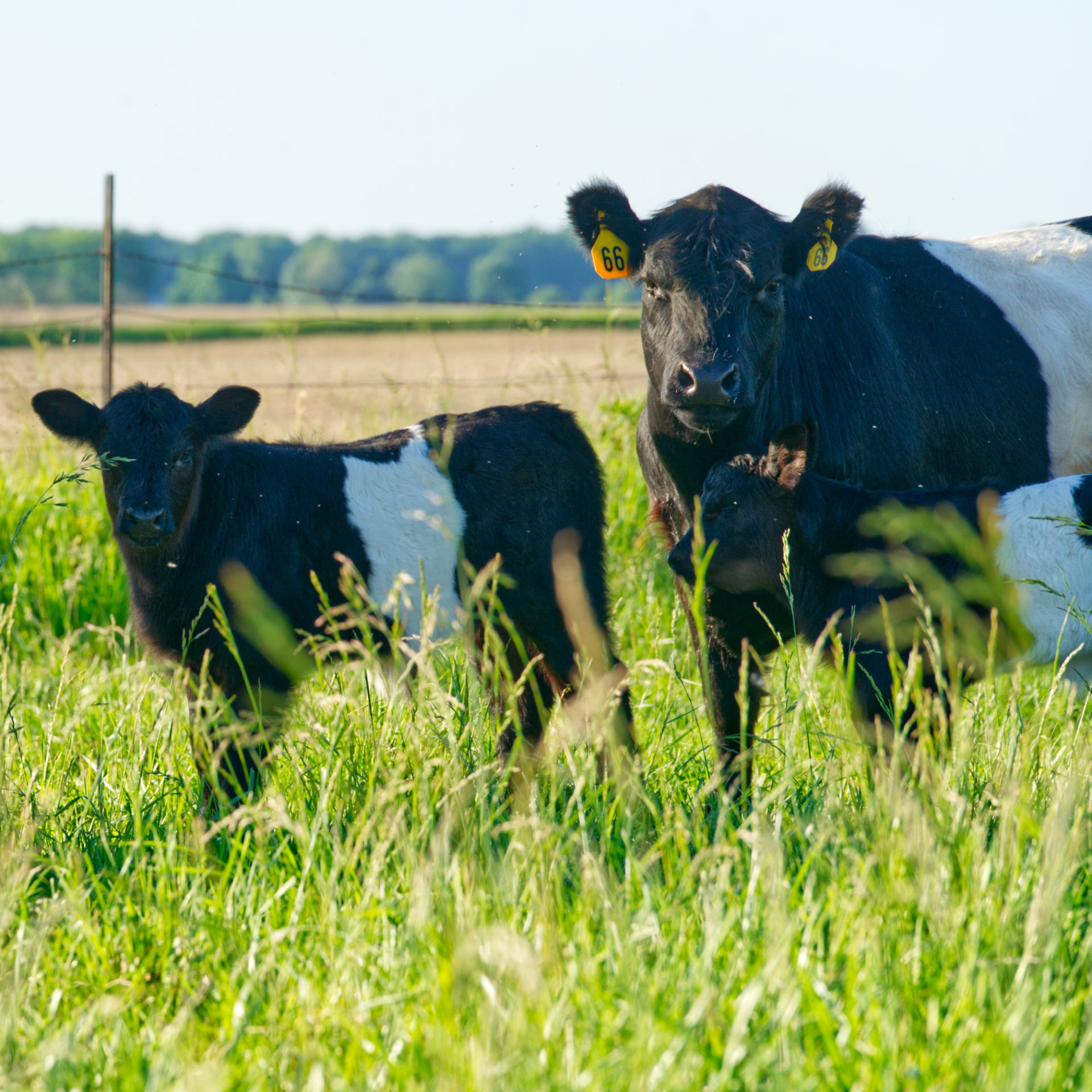 BELTED GALLOWAY